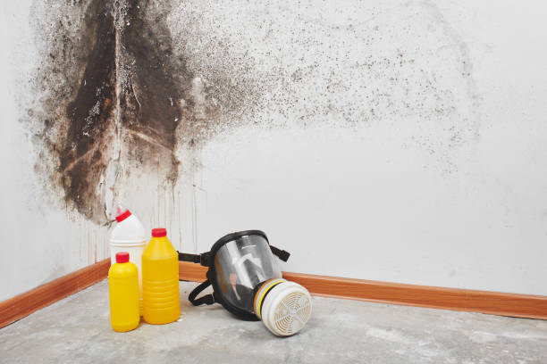 Best Local Mold Removal Service  in Green River, WY