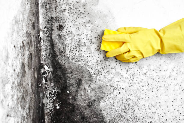 Best Local Mold Removal Service  in Green River, WY