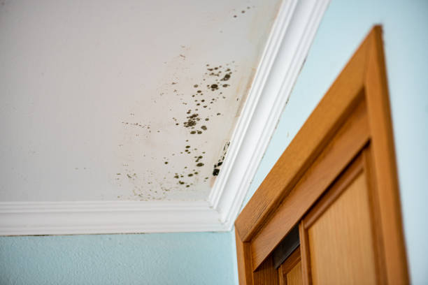 Best Crawl Space Mold Removal  in Green River, WY