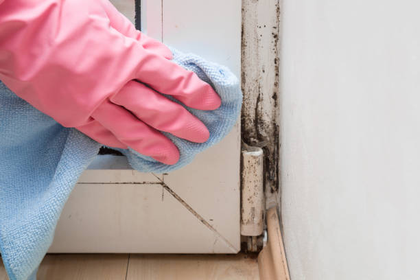 Home Mold Removal in Green River, WY